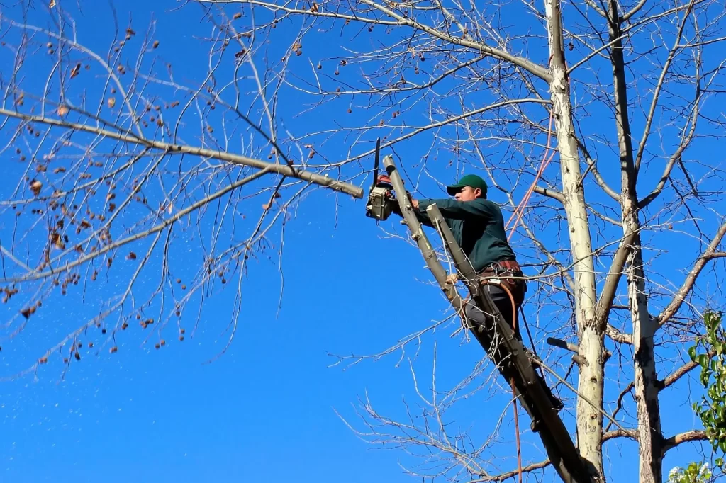 Tree expert removing part of a tree